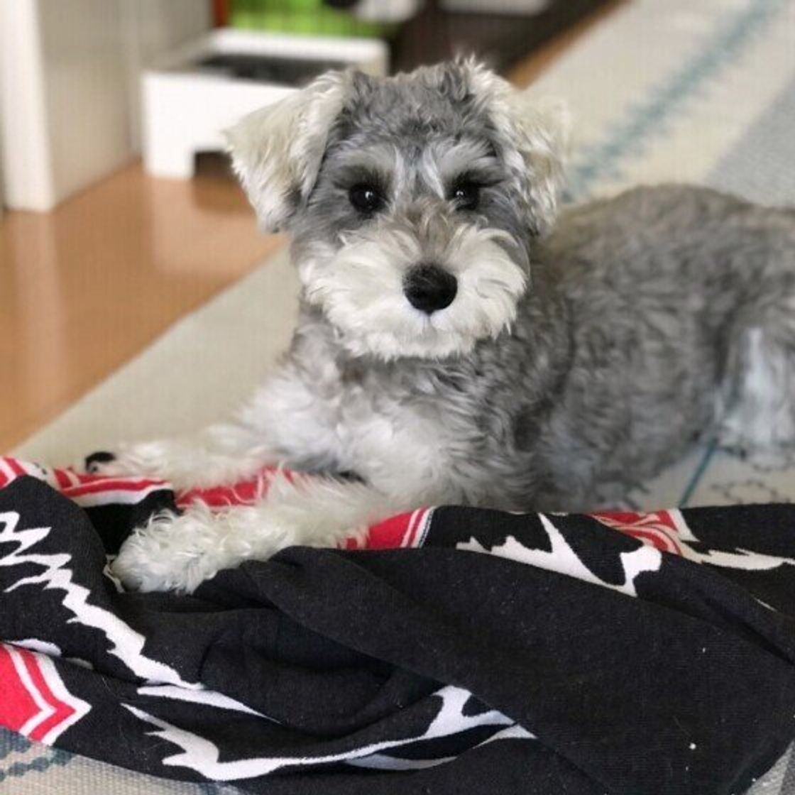 鳴き方でも分かる 犬が飼い主さんに 大好き とアピールする鳴き方 いぬのきもちweb Magazine 鳴き方でも分かる 犬が飼い主さんに 大好き とアピールする鳴き方 いぬのきもちweb Magazine