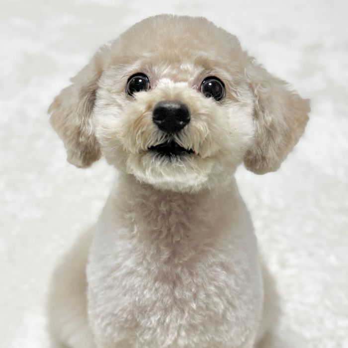 トリミング後のトイ・プードル