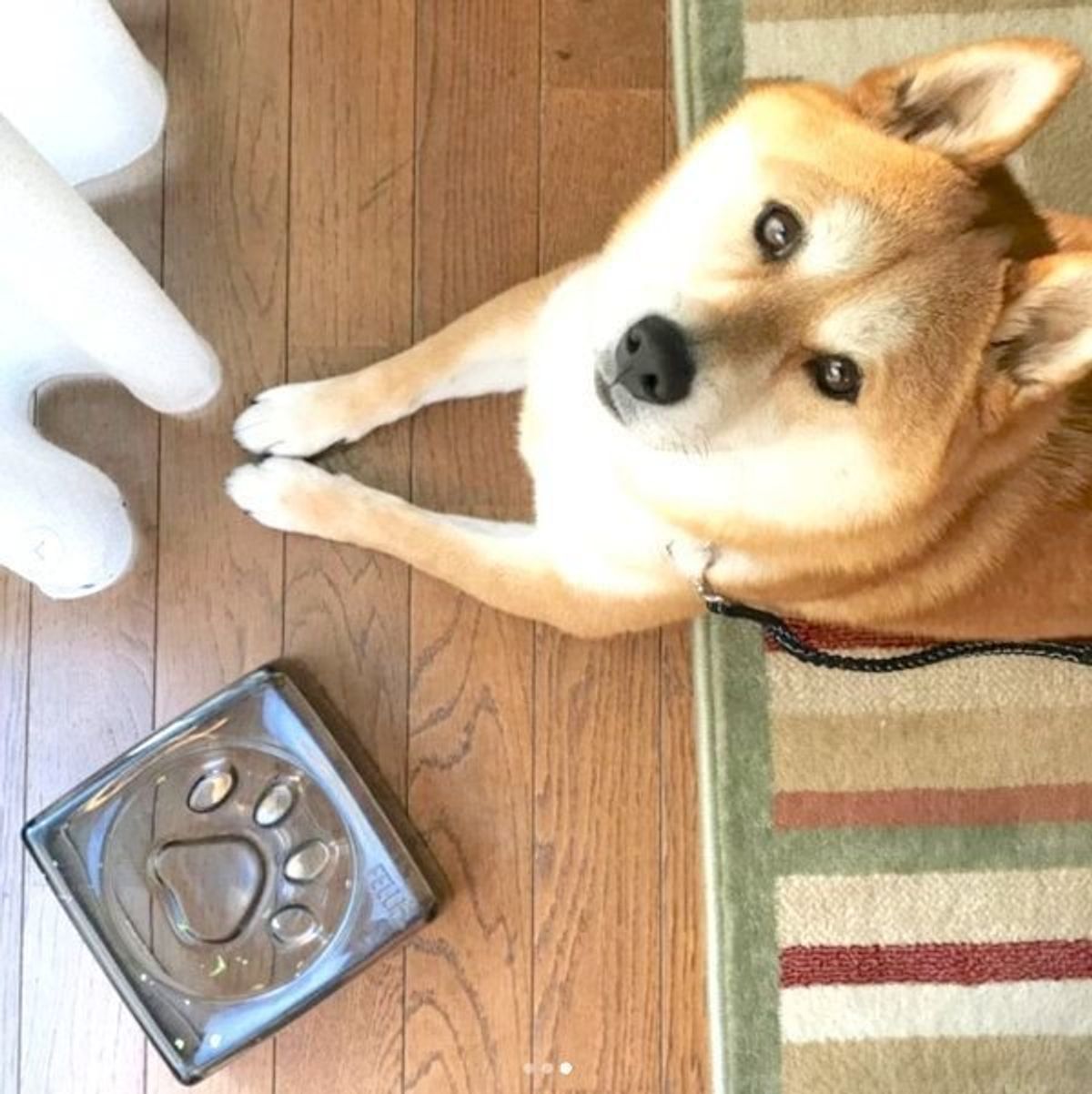 イヤイヤ を発動させる頑固な柴犬に 見ていた人も笑う いぬのきもちweb Magazine イヤイヤ を発動させる頑固な柴犬に 見ていた人も笑う いぬのきもちweb Magazine