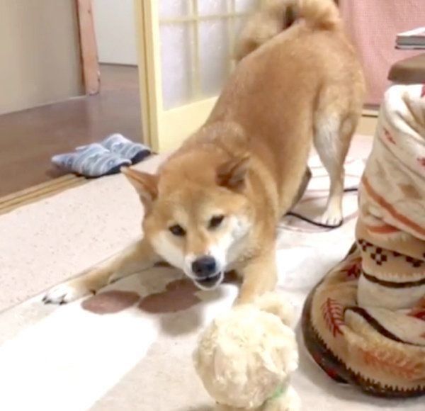 喋るぬいぐるみを見てテンパる柴犬