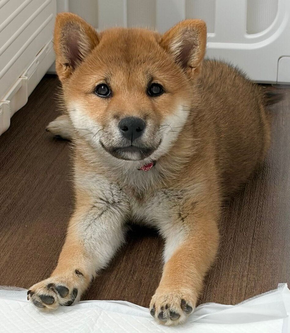 見つめるみりんちゃん