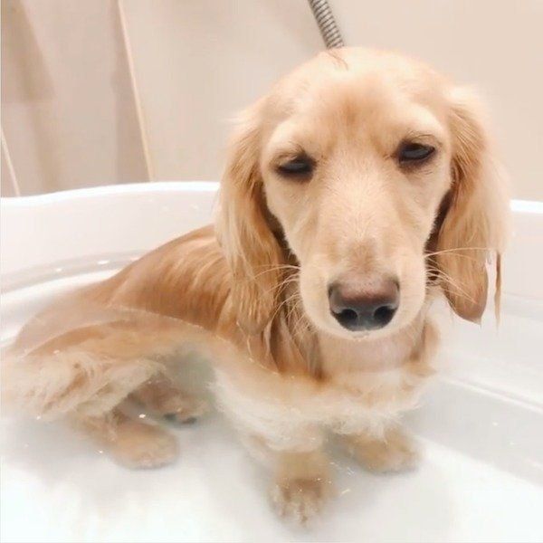 お風呂でウトウトするアムちゃん