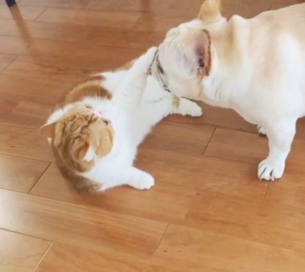 フレンチブル・ドッグとエキゾチックショートヘア