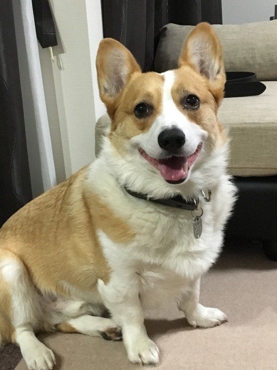 笑顔を見せるウェルシュ・コーギーのはるちゃん