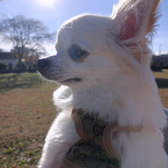 チワワのラテくん