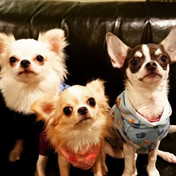 寄り添うチワワ