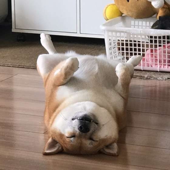 柴犬の姫ちゃん