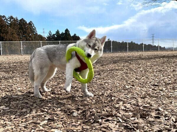 怪しい動きをするいちみちゃん