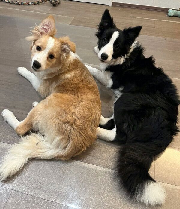 見つめるむぎちゃん、あんずちゃん