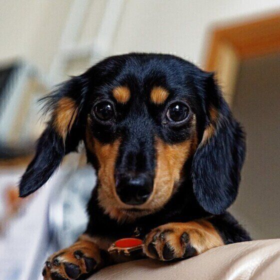 ダックスフンド