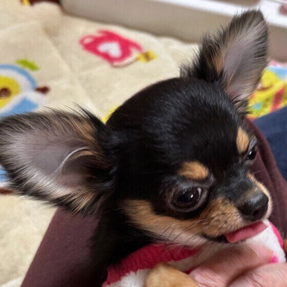 チワワ　笑顔