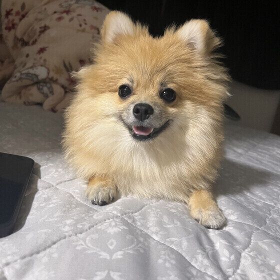 もしかしてこれって愛犬の関節異常？ 犬の膝や股関節の不調・病気に気がつくポイント いぬのきもち