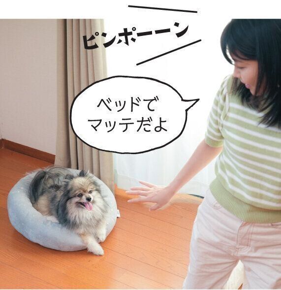 ベッドにいる犬
