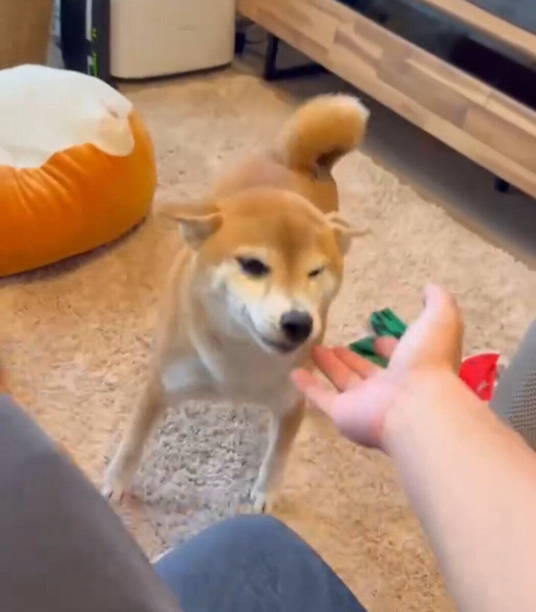 久しぶりの飼い主さんに大興奮といった様子のつくねちゃん