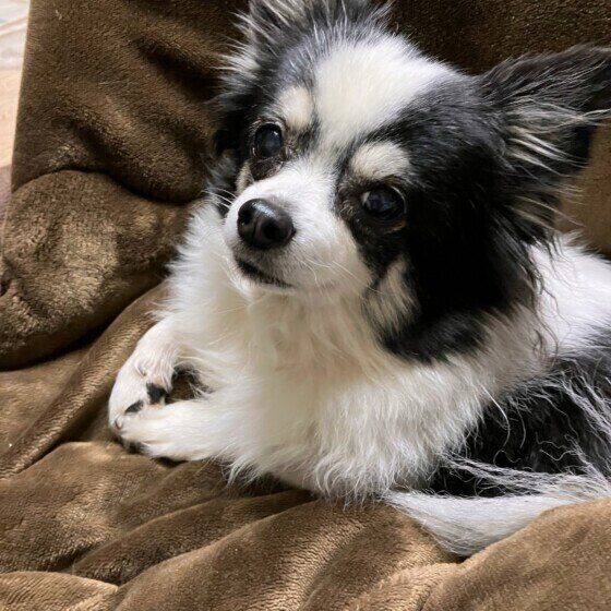 チワワのさくらちゃん