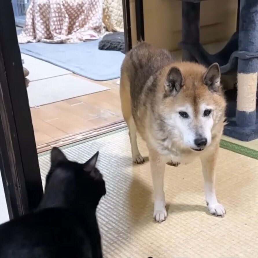 同居猫を部屋に戻すようなそぶりを見せるリキくん