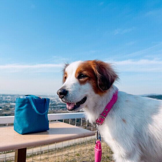 犬を悲しませる飼い主の行動とは？ 犬を悲しませないためにできること いぬのきもち