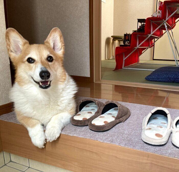 スリッパの横で伏せをするベルちゃん