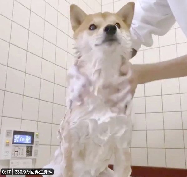 お風呂に入るりんご郎くん