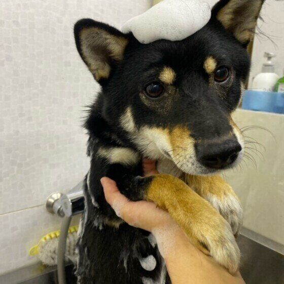 シャンプーしてもらう柴犬