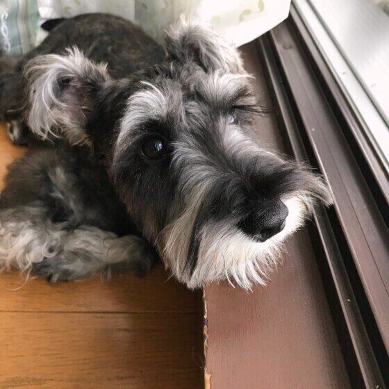 外を見るミニチュア・シュナウザー