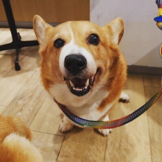 シニア犬と全身麻酔のリスクは？獣医師が解説 いぬのきもち