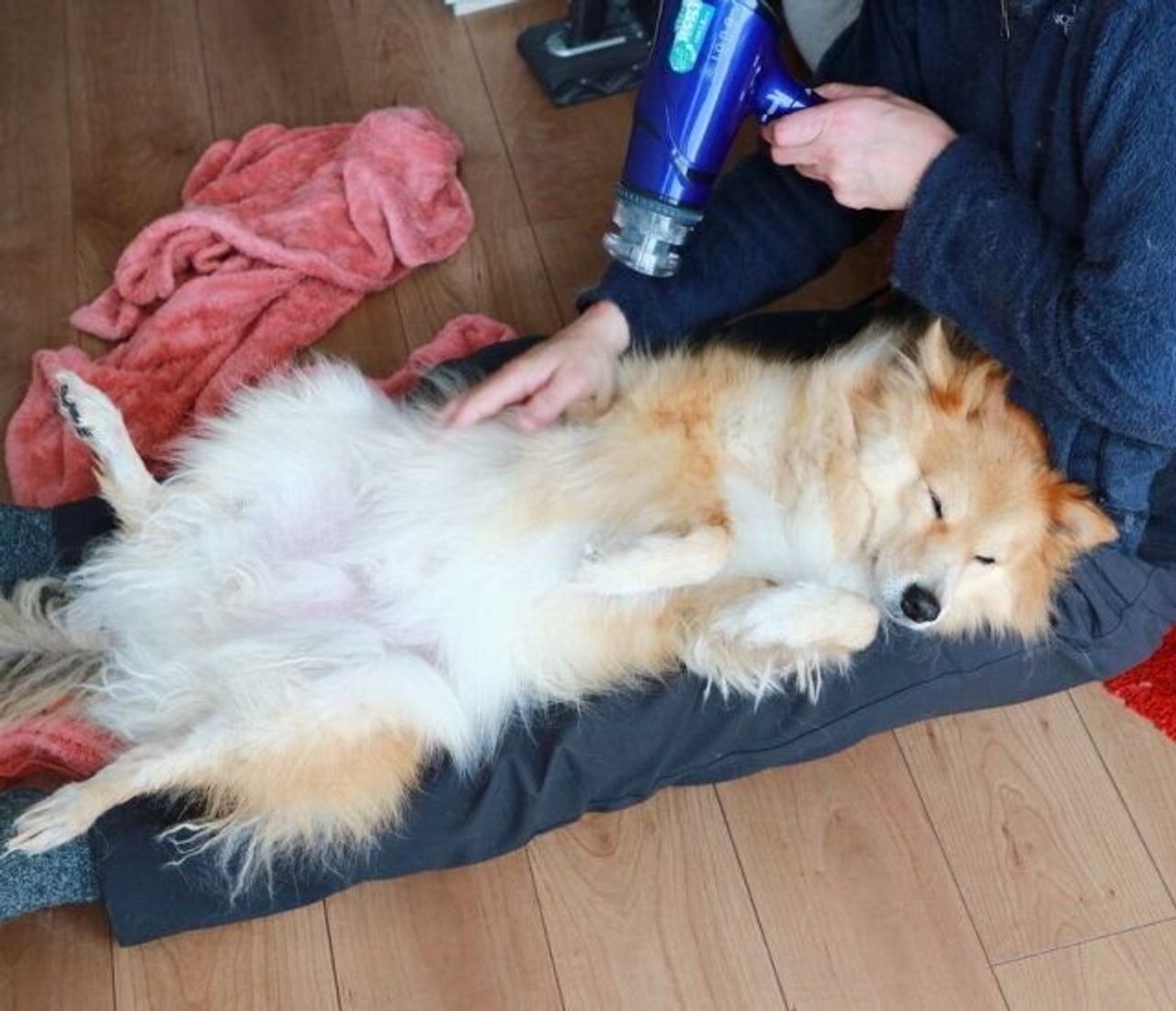 接し方で犬は変わる はず 穴澤賢の犬のはなし いぬのきもちweb Magazine 接し方で犬は変わる はず 穴澤賢の犬のはなし いぬのきもちweb Magazine