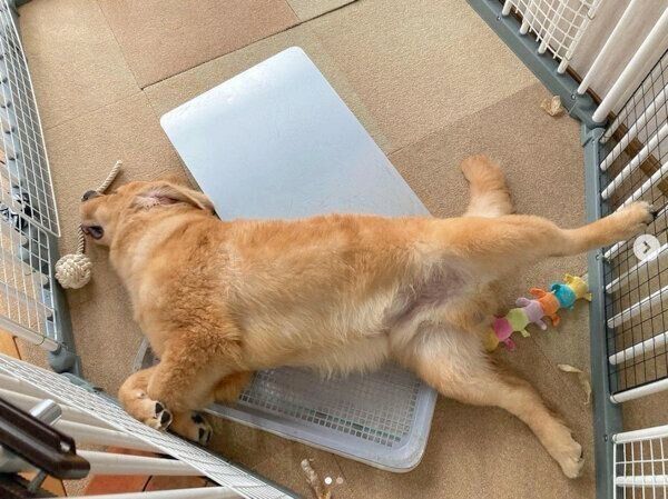 おなかを出して眠るむぎくん