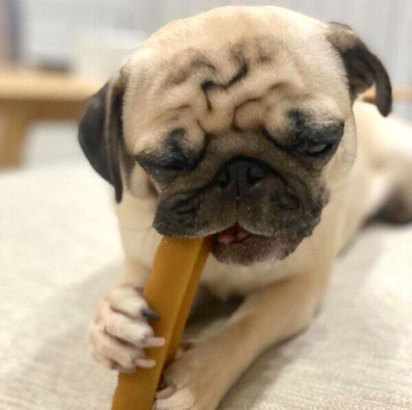 おいしそうに食べるむぎちゃん