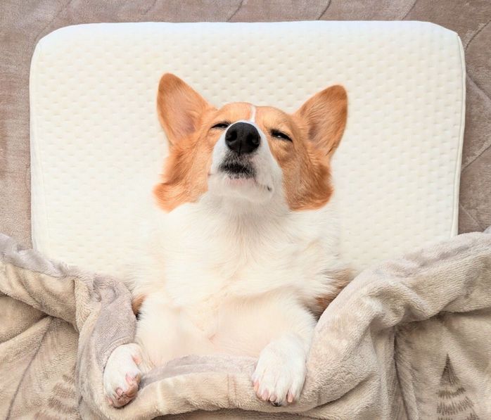 飼い主さんの布団で眠るこまちちゃん