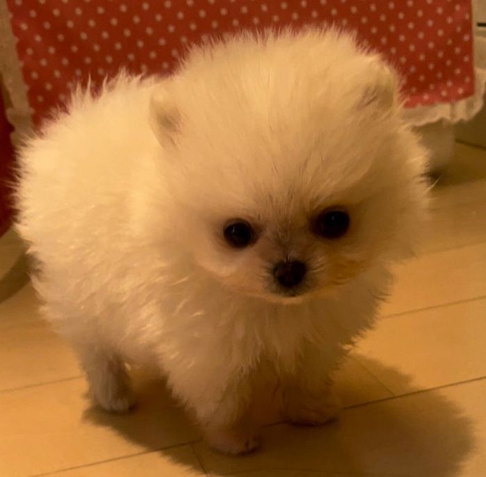 お迎え翌日に撮影した生後2カ月のえまちゃん