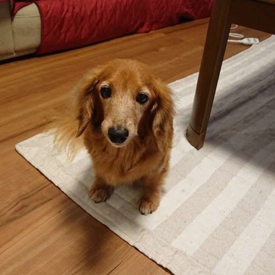 優しい表情のシニア犬