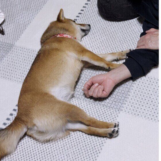 お父さんと寝る柴