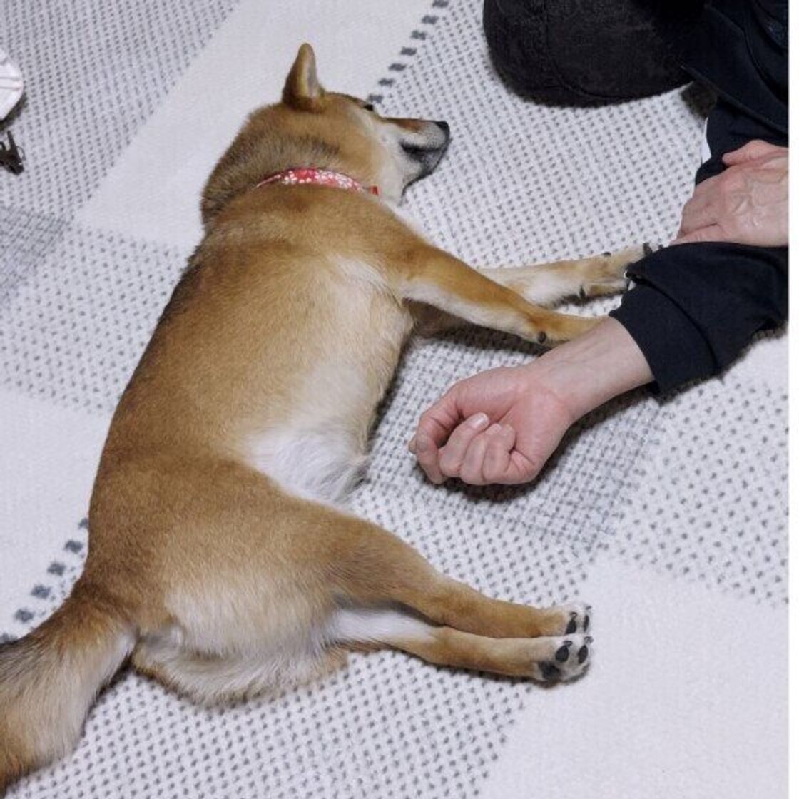犬 くっつい て 寝る