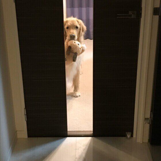 お出迎えするゴールデン・レトリーバー