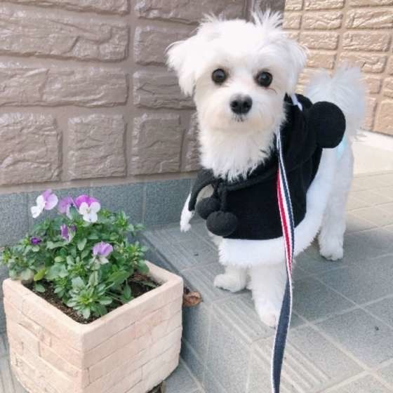 マルチーズのゆうすけくん