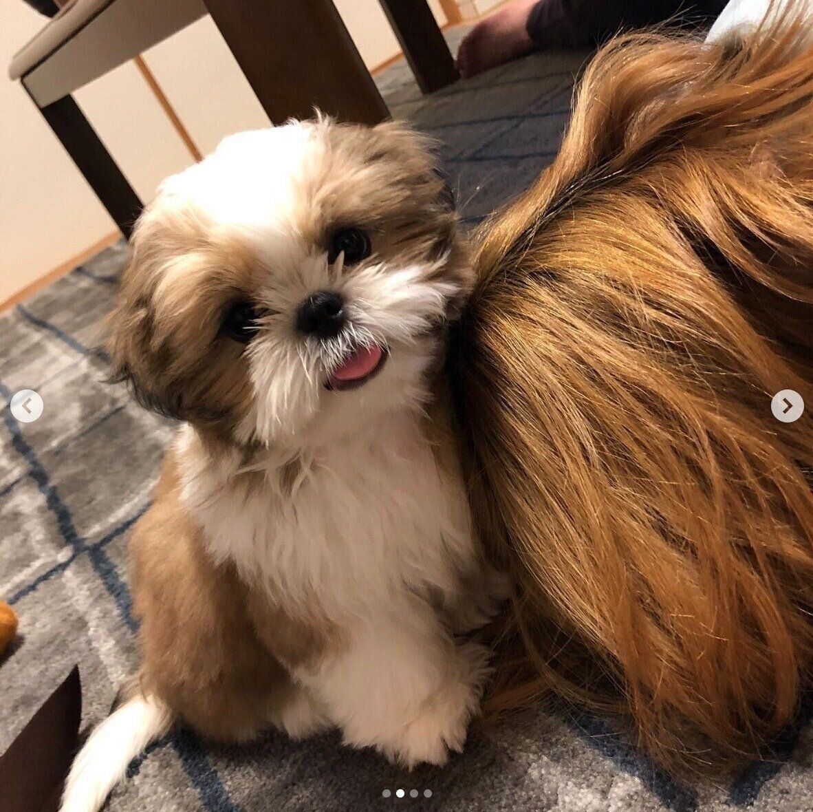 子犬時代のバンクシーちゃん