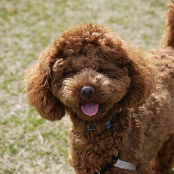 トイ・プードルの福ちゃん