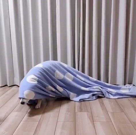 毛布をかぶっているハルくん