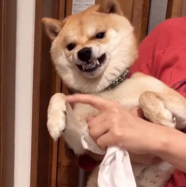 足拭きが嫌いな柴犬