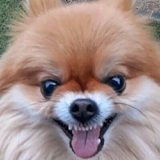 犬がムキ顔をする理由と犬が怖い顔をしているときのNG対応とは いぬのきもち