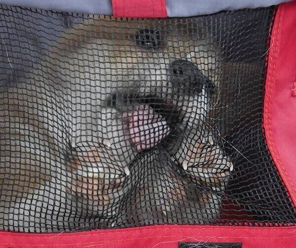 カートに乗せて外気浴をしたときのぶんたくん