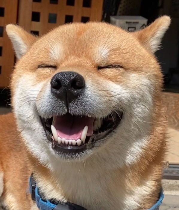 笑顔が可愛い福ちゃん