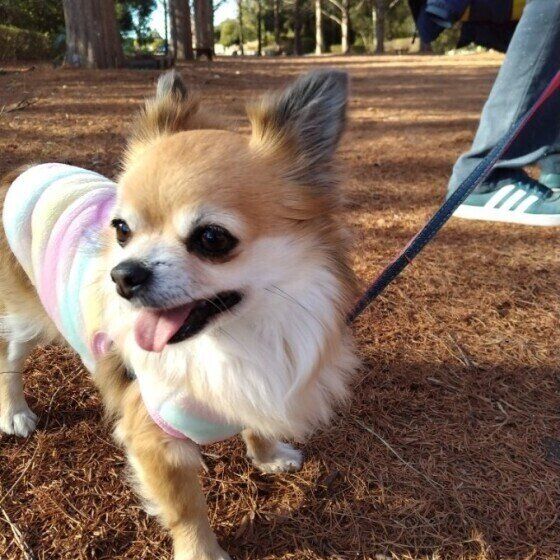 お散歩を楽しむチワワ