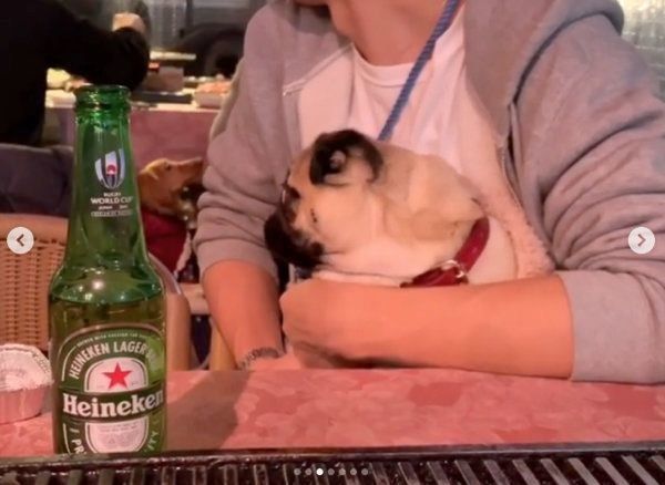 パグのぱぐぞうちゃん