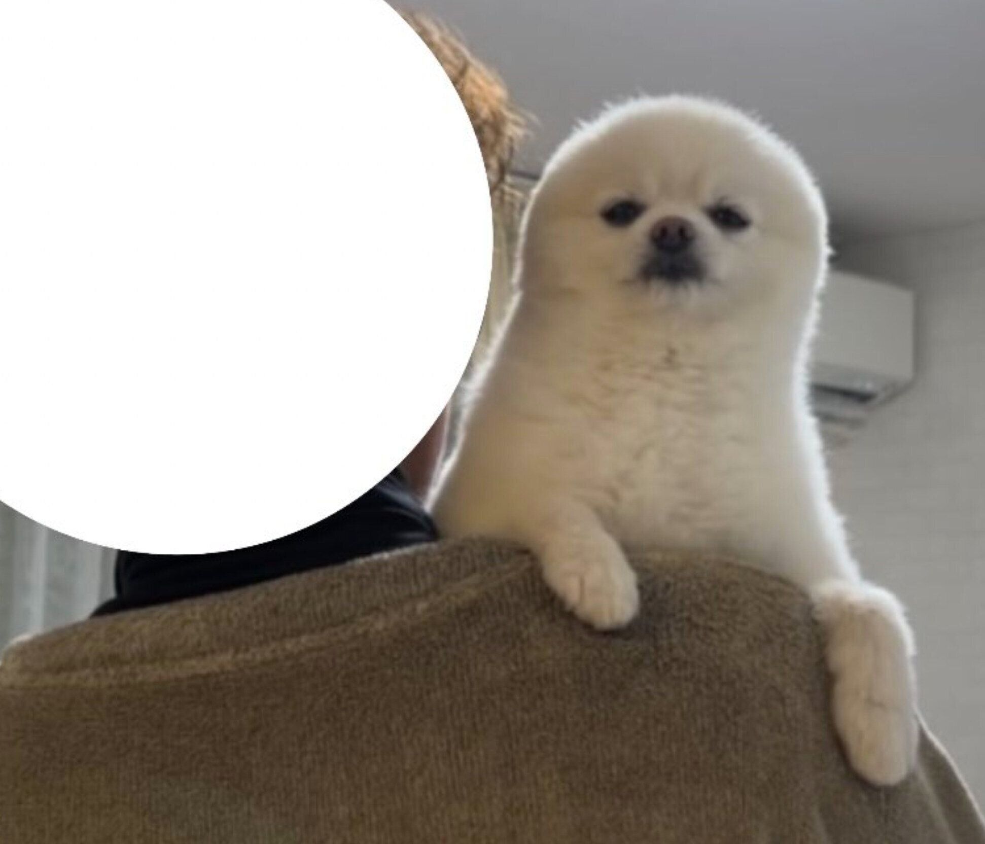 眠たそうなぽんちゃん