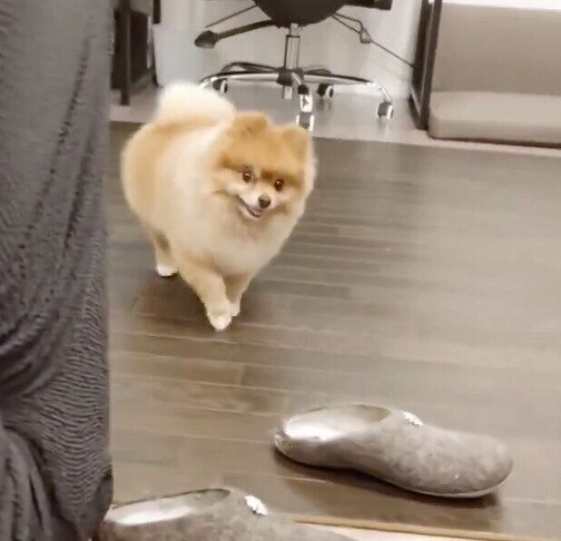 物陰から飼い主さんを見ているタタミちゃん