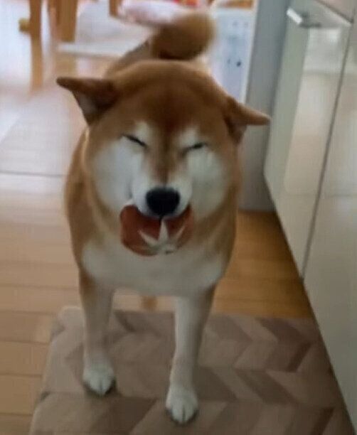 おもちゃをくわえてやって来るすずちゃん