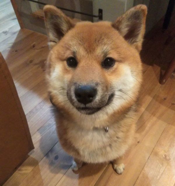 見つめるおにぎりちゃん