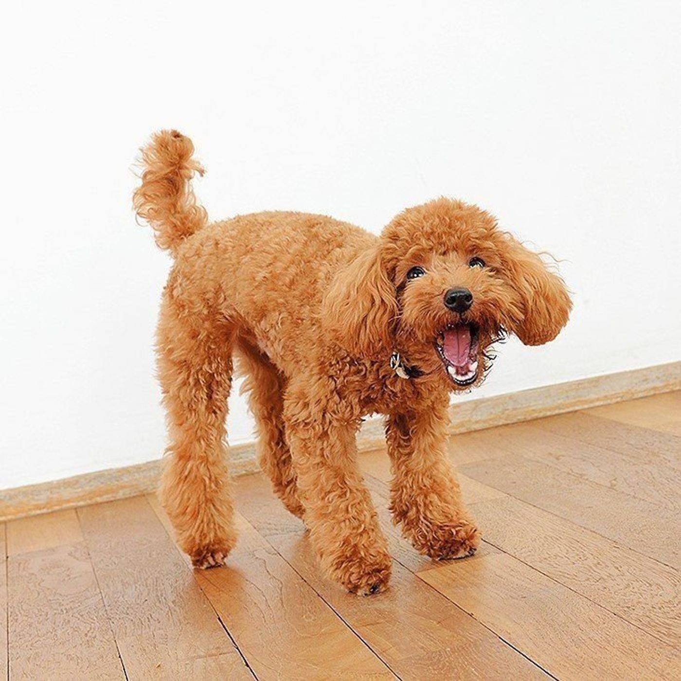 ベテラン飼い主さんがしている 犬が ムダ吠え しなくなる たった2つの習慣 いぬのきもちweb Magazine ベテラン飼い主さんがしている 犬が ムダ吠え しなくなる たった2つの習慣 いぬのきもちweb Magazine